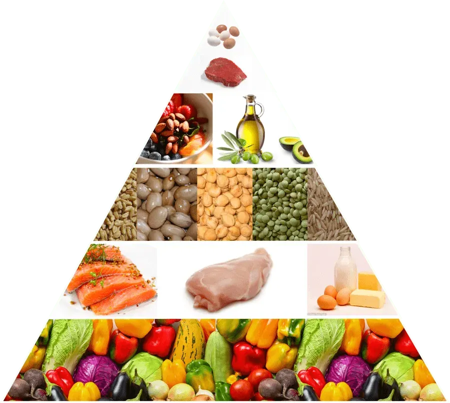 the food pyramid illustration for proper nutrition by Active Edge in Columbus Ohio