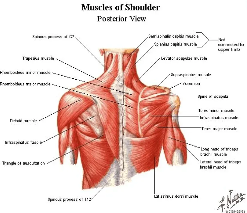 Posterior Shoulder Pain Release 1 posterior view of shoulder muscles